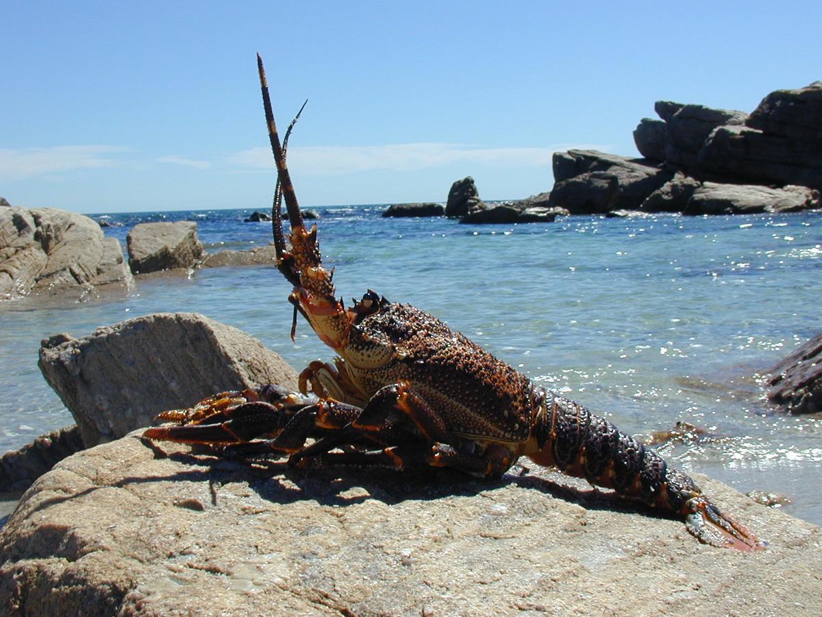 Lamberts Bay Hotel Lambertʼs Bay 外观 照片
